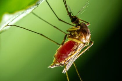 a mosquito is sitting on a leaf with its legs spread