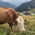 In malga sullo Zoncolan.jpg