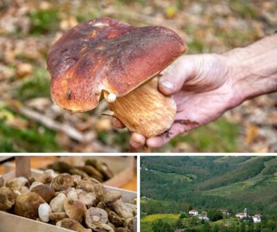 Fiera Nazionale del Fungo Porcino di Albareto (PR)