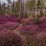 Eriche nel Parco dei Bagni ph. Stefi Toniatti